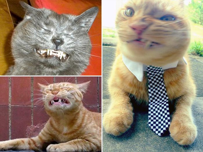 Cats Look Hilarious Right Before They Sneeze (16 pics)