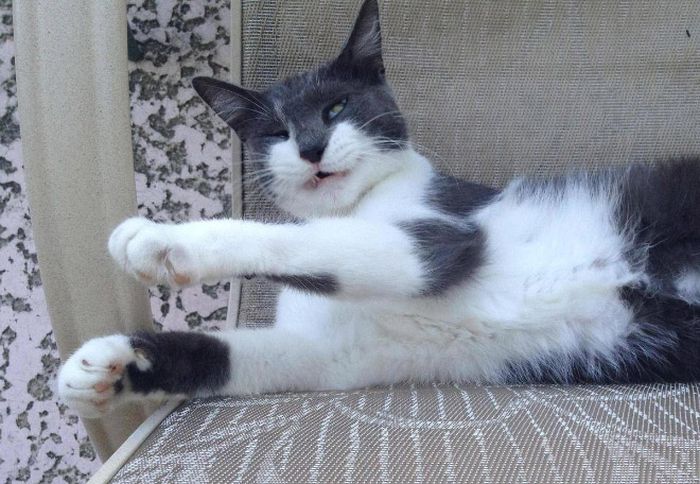 Cats Look Hilarious Right Before They Sneeze (16 pics)
