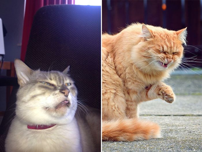 Cats Look Hilarious Right Before They Sneeze (16 pics)