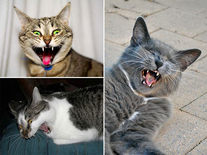 Cats Look Hilarious Right Before They Sneeze (16 pics)