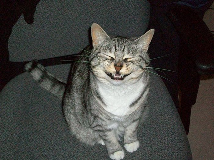 Cats Look Hilarious Right Before They Sneeze (16 pics)