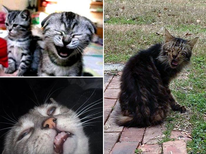 Cats Look Hilarious Right Before They Sneeze (16 pics)
