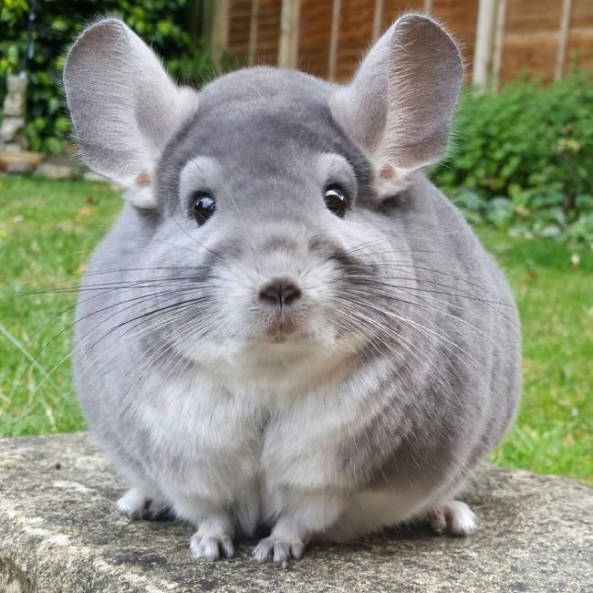 These Chinchilla Butts Look Too Round To Be Real (13 pics)