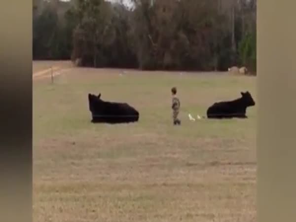 Young Boy Catapulted Off Bulls Back After Reckless Father Dares Child To Jump