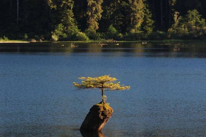 Acid Picdump (122 pics)