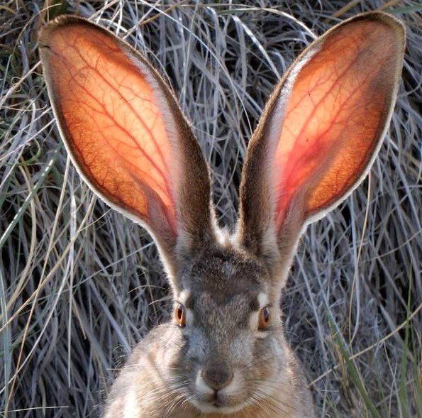 Acid Picdump (122 pics)
