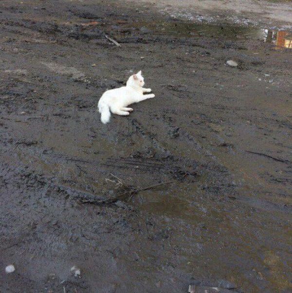 Acid Picdump (122 pics)