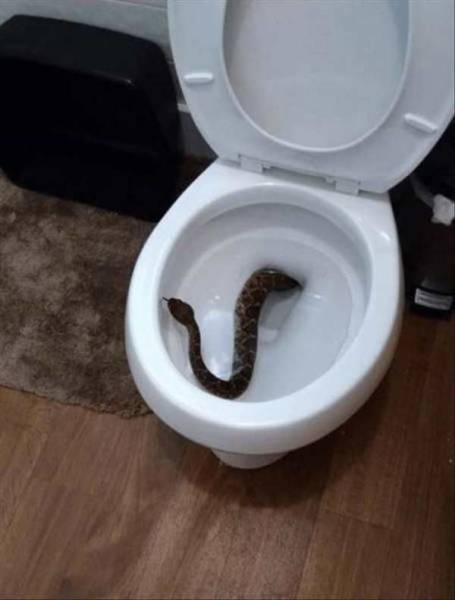 Acid Picdump (122 pics)