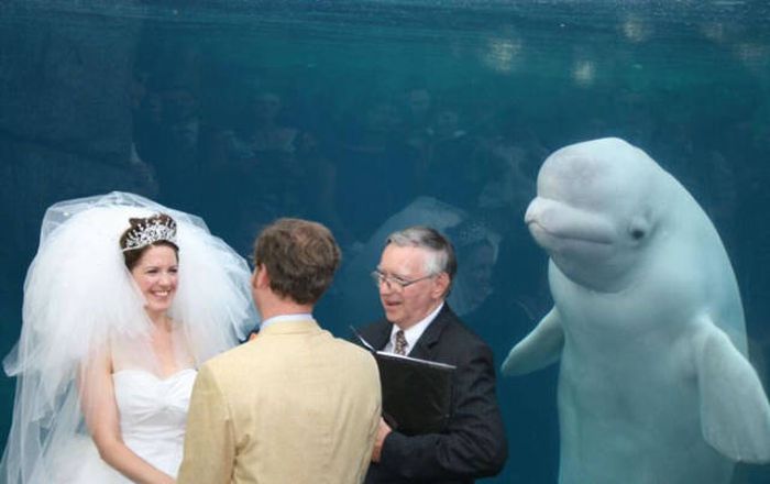 Beluga Whale Attends Wedding, Sparks Photoshop Battle (40 pics)