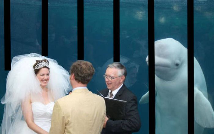 Beluga Whale Attends Wedding, Sparks Photoshop Battle (40 pics)