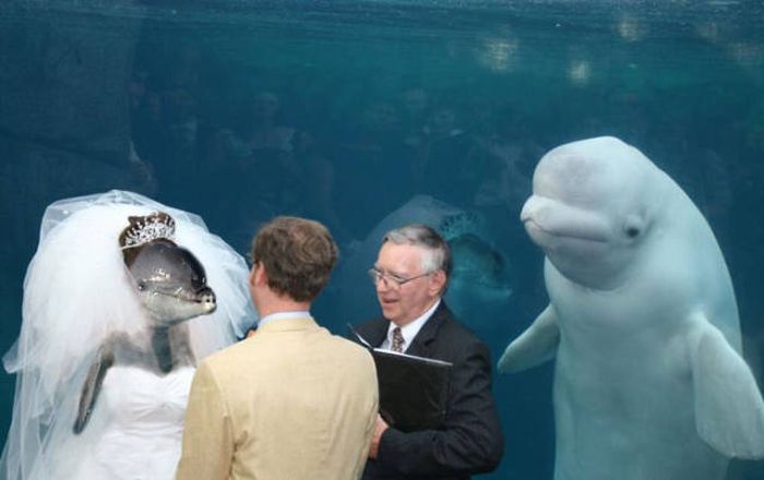 Beluga Whale Attends Wedding, Sparks Photoshop Battle (40 pics)