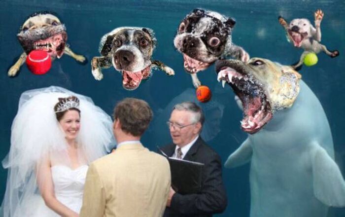 Beluga Whale Attends Wedding, Sparks Photoshop Battle (40 pics)