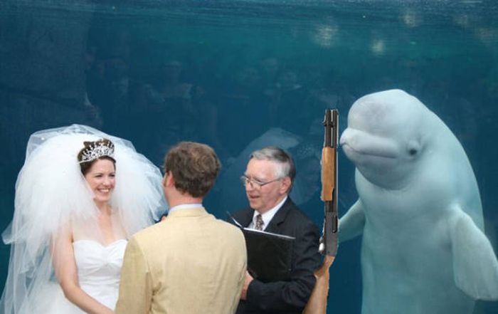 Beluga Whale Attends Wedding, Sparks Photoshop Battle (40 pics)