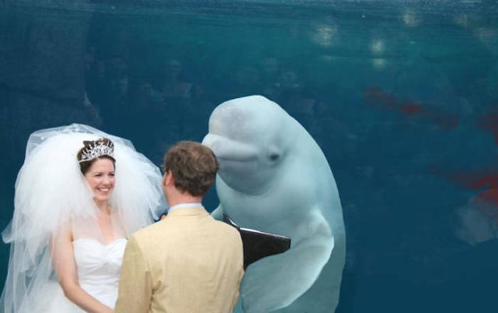 Beluga Whale Attends Wedding, Sparks Photoshop Battle (40 pics)