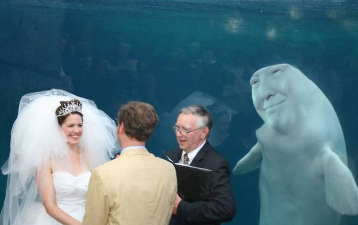 Beluga Whale Attends Wedding, Sparks Photoshop Battle (40 pics)