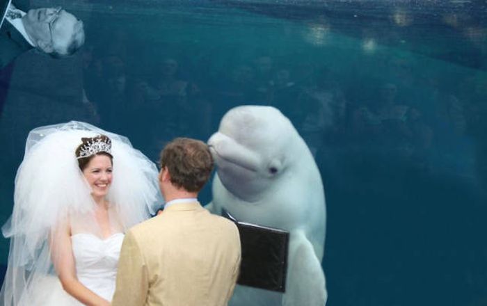 Beluga Whale Attends Wedding, Sparks Photoshop Battle (40 pics)