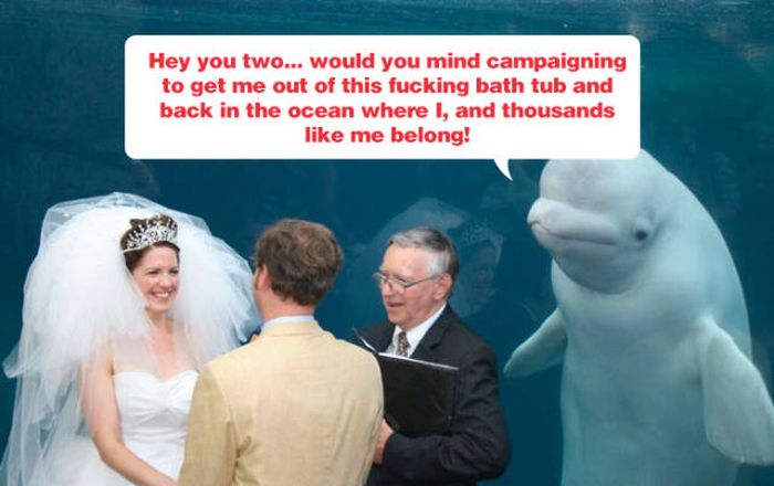 Beluga Whale Attends Wedding, Sparks Photoshop Battle (40 pics)