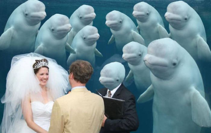 Beluga Whale Attends Wedding, Sparks Photoshop Battle (40 pics)