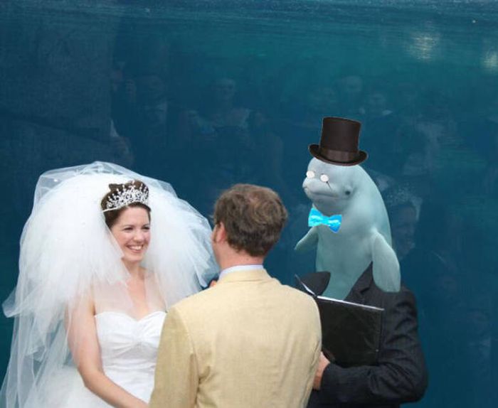 Beluga Whale Attends Wedding, Sparks Photoshop Battle (40 pics)