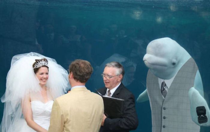 Beluga Whale Attends Wedding, Sparks Photoshop Battle (40 pics)