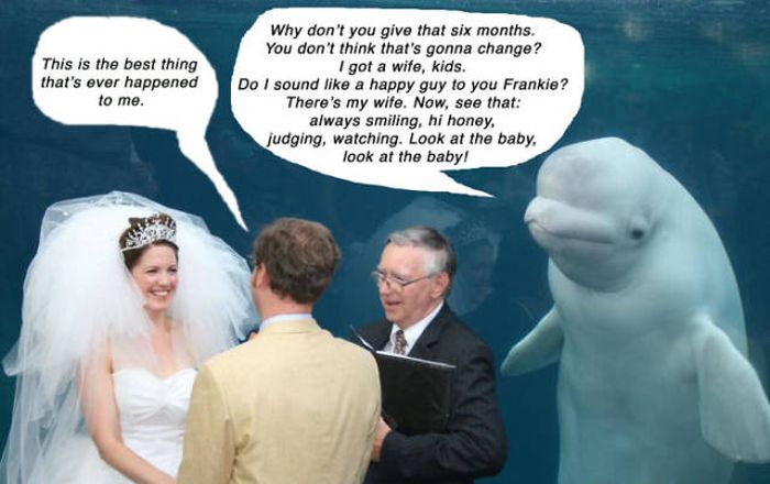 Beluga Whale Attends Wedding, Sparks Photoshop Battle (40 pics)