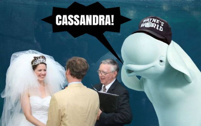 Beluga Whale Attends Wedding, Sparks Photoshop Battle (40 pics)