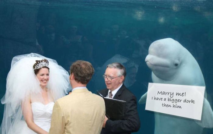 Beluga Whale Attends Wedding, Sparks Photoshop Battle (40 pics)