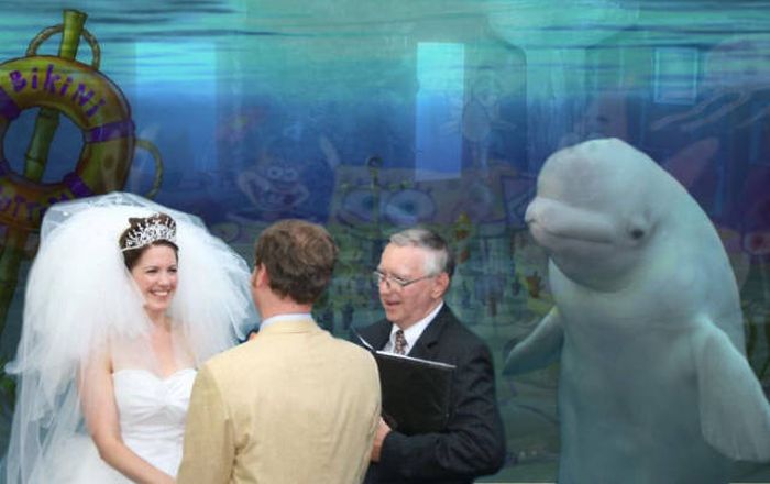 Beluga Whale Attends Wedding, Sparks Photoshop Battle (40 pics)