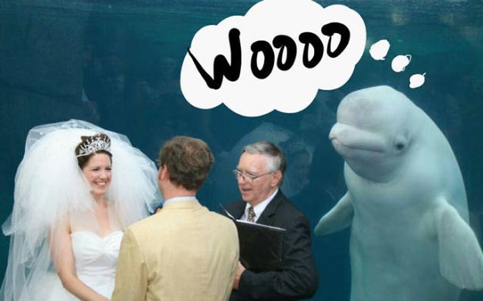 Beluga Whale Attends Wedding, Sparks Photoshop Battle (40 pics)