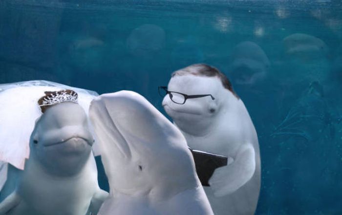 Beluga Whale Attends Wedding, Sparks Photoshop Battle (40 pics)