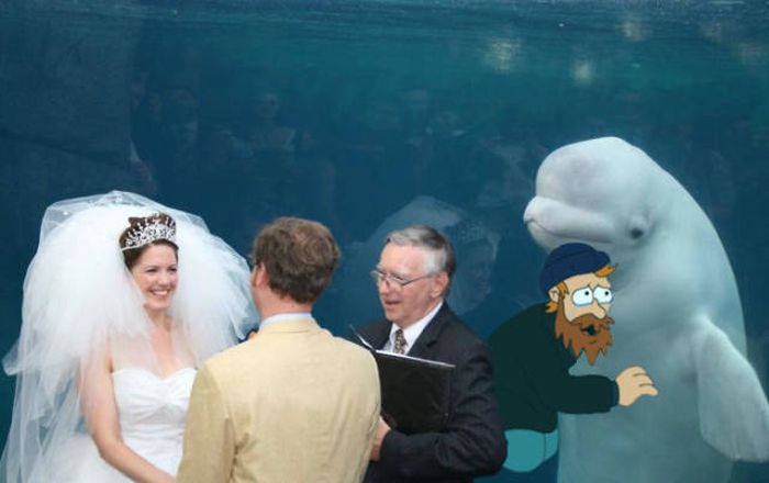 Beluga Whale Attends Wedding, Sparks Photoshop Battle (40 pics)