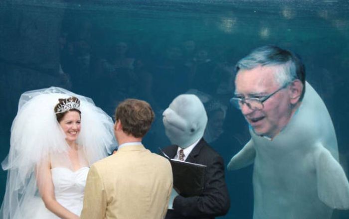 Beluga Whale Attends Wedding, Sparks Photoshop Battle (40 pics)