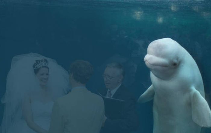 Beluga Whale Attends Wedding, Sparks Photoshop Battle (40 pics)