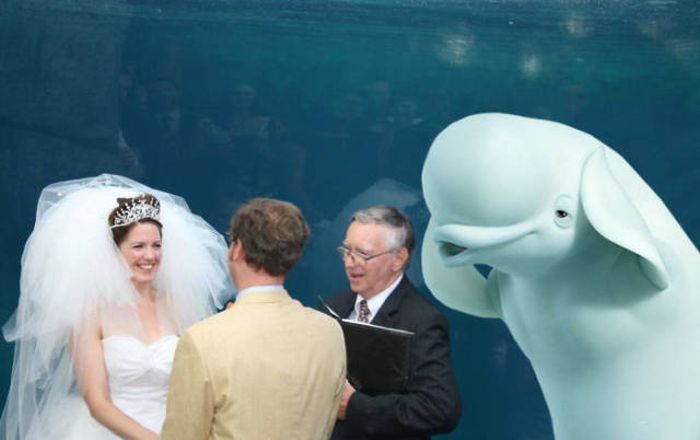 Beluga Whale Attends Wedding, Sparks Photoshop Battle (40 pics)