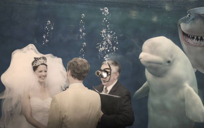 Beluga Whale Attends Wedding, Sparks Photoshop Battle (40 pics)