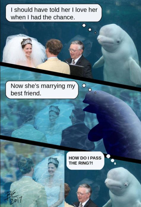 Beluga Whale Attends Wedding, Sparks Photoshop Battle (40 pics)