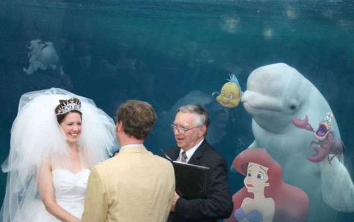 Beluga Whale Attends Wedding, Sparks Photoshop Battle (40 pics)