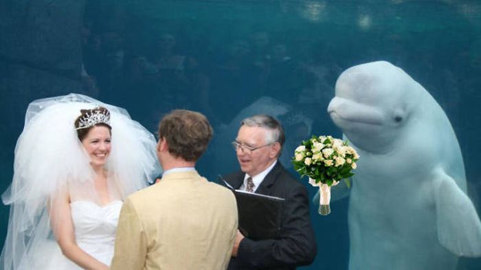 Beluga Whale Attends Wedding, Sparks Photoshop Battle (40 pics)