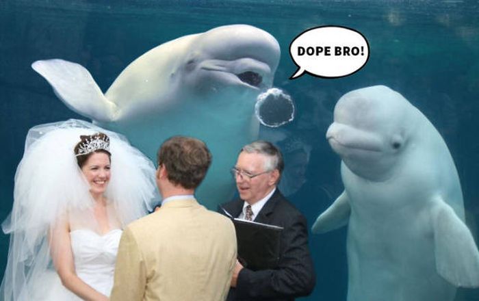 Beluga Whale Attends Wedding, Sparks Photoshop Battle (40 pics)