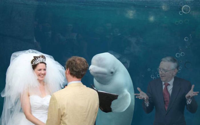 Beluga Whale Attends Wedding, Sparks Photoshop Battle (40 pics)