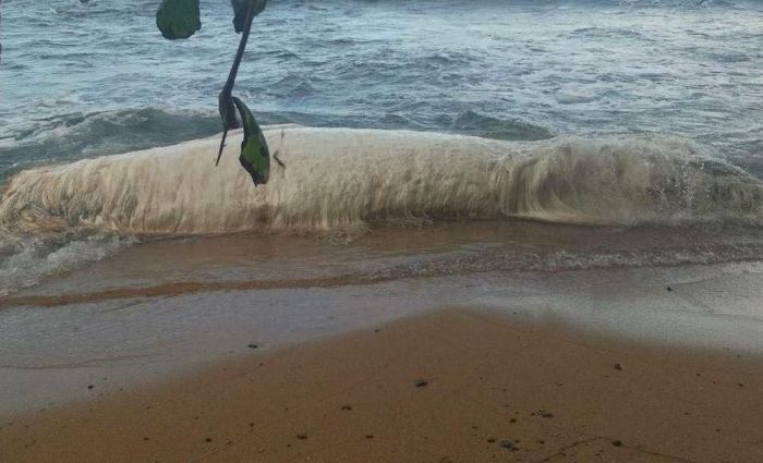 Mysterious Hairy Monster Washes Up On Beach In The Philippines (4 pics)