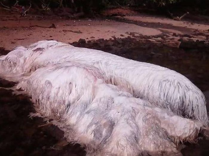 Mysterious Hairy Monster Washes Up On Beach In The Philippines (4 pics)