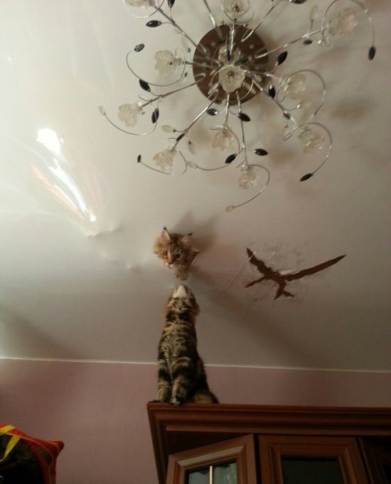 Cats And Ceilings Don't Mix (3 pics)