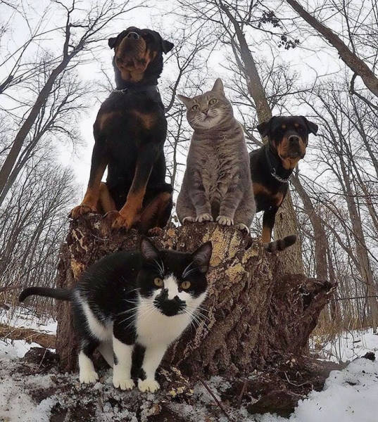 Animals Who Look Like They Belong On Album Covers (30 pics)