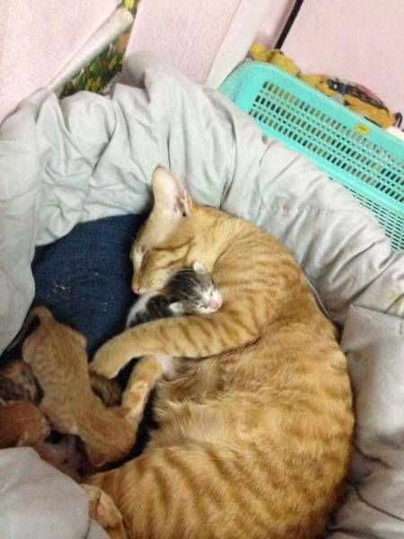 Proof That Cats Are Loving Parents (10 pics)