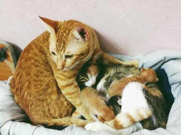 Proof That Cats Are Loving Parents (10 pics)