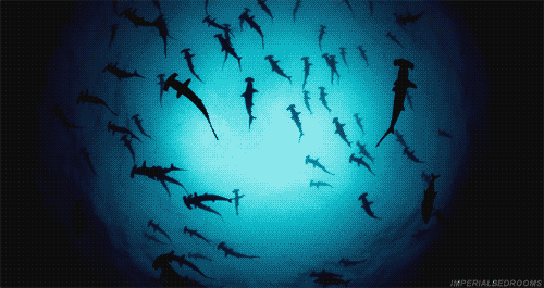 Whether You Like It Or Not, Sharks Rule The Water (16 gifs)
