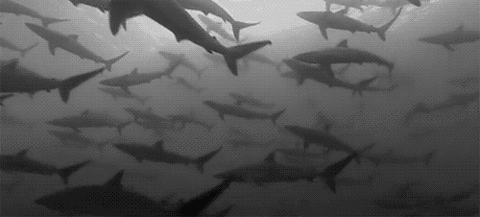 Whether You Like It Or Not, Sharks Rule The Water (16 gifs)