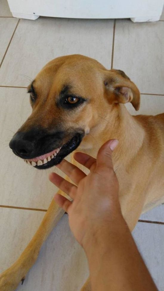 Owner Cracks Up After Realizing How His Dog Got Her New Smile (4 pics)