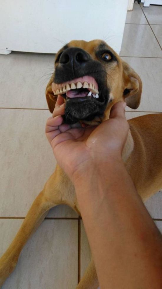 Owner Cracks Up After Realizing How His Dog Got Her New Smile (4 pics)